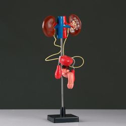 Сималенд / Human Urinary System Layout