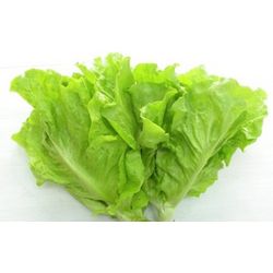 Fresh salad Royal Intertrade
