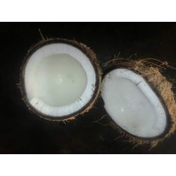 Coconut, semi-shelled and completely shelled