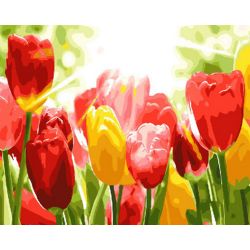 Опт-картина / Painting by numbers 40x50 Sunny tulips