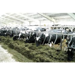 Feed Grates for Cattle