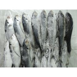 Frozen Mackerel