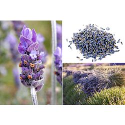 The uzkolisty Lavender flowers (Lavandula angustifolia Mill) the dried