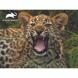 Prime 3D / estéreo Prime "Little Jaguar"