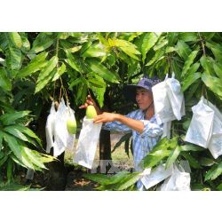 Fresh Vinaf mango fruits