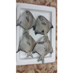 Black Pomfret and Silver Pomfret