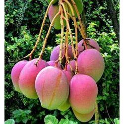 Australian (apple) mangoes