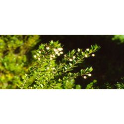 Myrtle Hydrosol