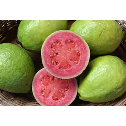 Guava from Vietnam