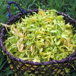 Hydrolate Ylang-Ylang