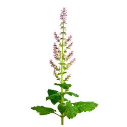 Oil of Salvia