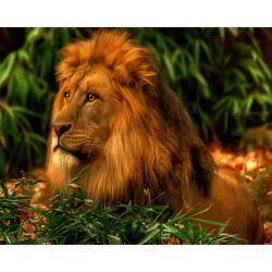 Опт-картина / Peinture par numéros 40x50 Lion fier