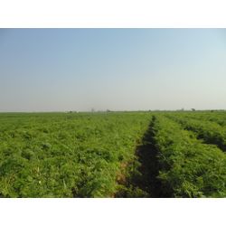 Fresh carrots Gimex