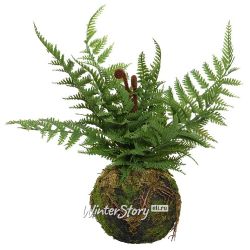 Kaemingk / Artificial fern in kokedam Delaware maidenhair 35 * 28 cm
