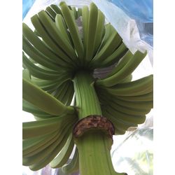 FRESH CAVENDIAN BANANA