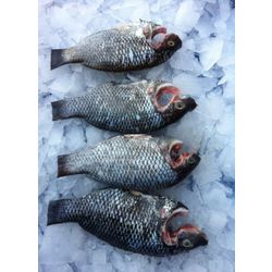 Frozen Tilapia: Black and Red Tilapia