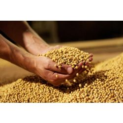 Organic fodder soy