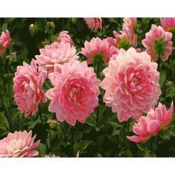 Опт-картина / पेंटिंग संख्या 40x50 गुलाबी peonies