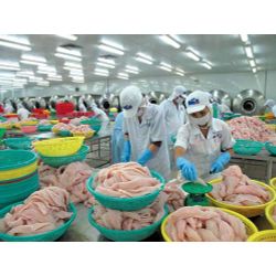 Pangasius fillet