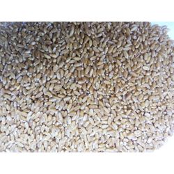 Wheat (grain)