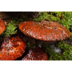 Reishi mushroom