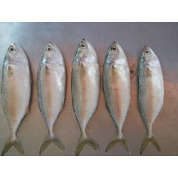 Indian pacific mackerel