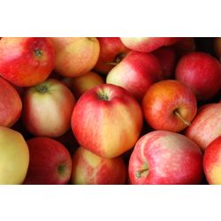 Fresh apples Gala Baka