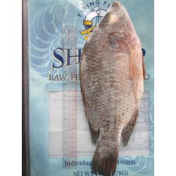 Frozen Tilapia: Black and Red Tilapia