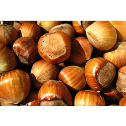 Hazelnut in shell