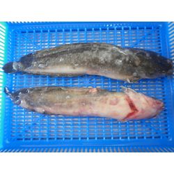 Common catfish
