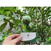 DRIED GUAVA FROM THE PRODUCER FACTORY