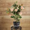 Kaemingk / Artificial flower in a pot Rose Dolce Vita 50 cm