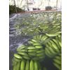 FRESH CAVENDIAN BANANA