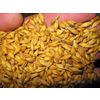 Feed grain from the manufacturer