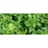 The essential oil of Basil