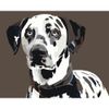 Опт-картина / Dipingi per numero CAKADU 40x50 Dalmata
