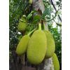 Jackfruit