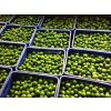 Seedless lime