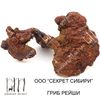 Reishi mushroom dried