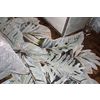 Империал-Стиль / Set of carpets "Jungle"