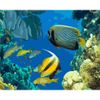 Опт-картина / Painting by numbers 40x50 Underwater world