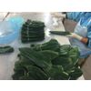 Fresh big size bamboo leaf