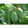 Fresh Vinaf mango fruits