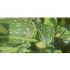 Farm Fresh Opica F1 Pumpkins. 100% Organic.