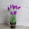 Kaemingk / Artificial flower Loddon Pink Lavender in a pot 38 cm
