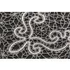 Lace track "Etalon"