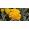 Essential oil of Tansy Helichrisum