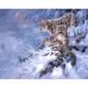 Опт-картина / Malen nach Zahlen 40x50 Schneeleoparden