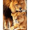Опт-картина / Painting by numbers 40x50 Lion's love
