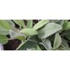 Essential oil of Sage